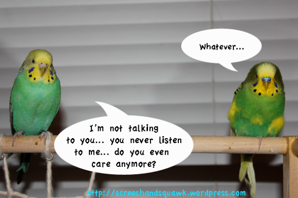 Parrot quarrel...
