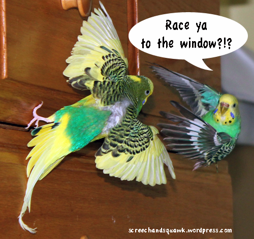 Racing parrots