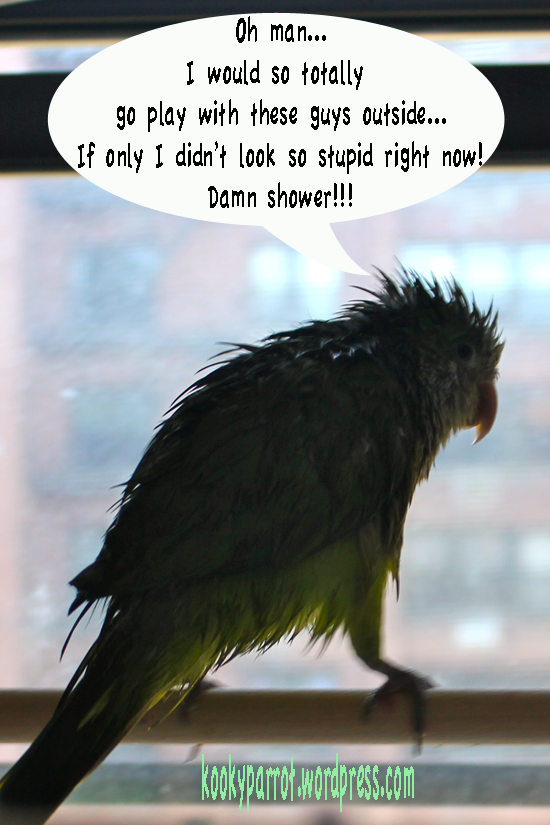 Wet parrot regret...