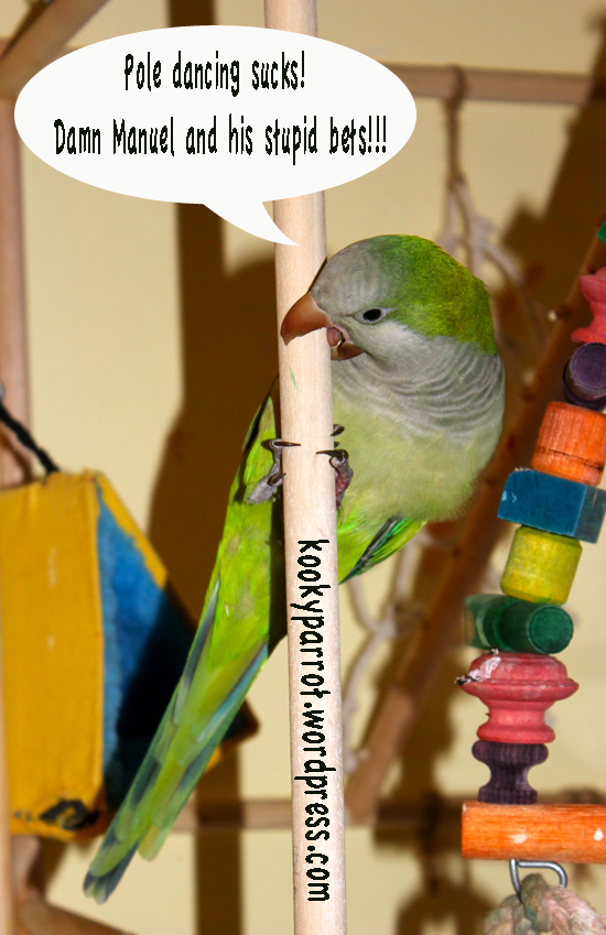 Pole dancing Parrot: