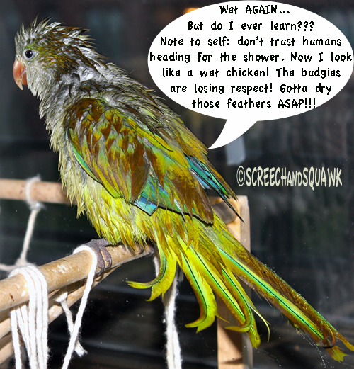Wet parrot alert!!!